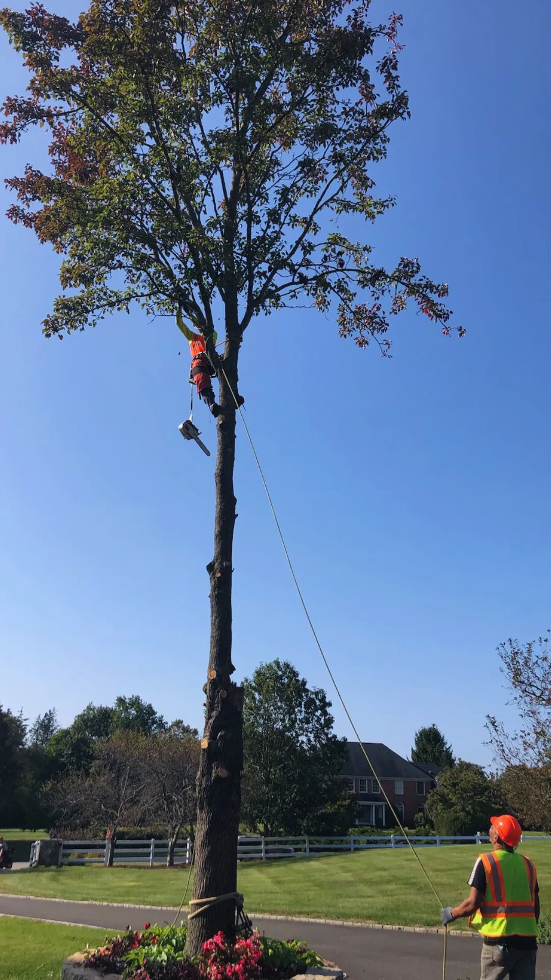 Tree Maintenance 