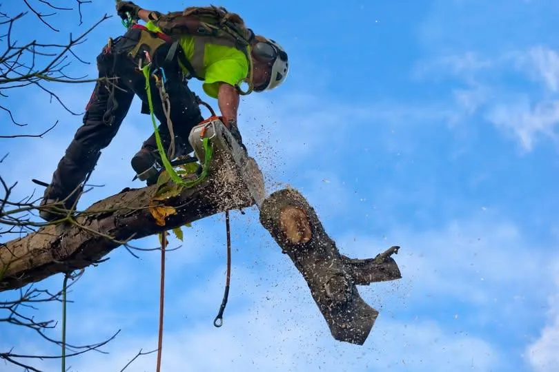 Arborist cutting large tree branch with chainsaw while secured in safety harness, representing professional tree removal services