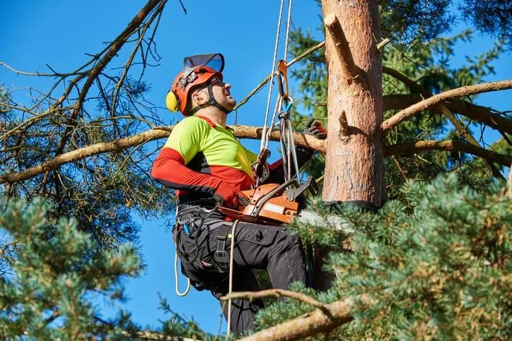 Arborist in safety gear using chainsaw while climbing tree, providing professional tree removal services in Roanoke Virginia