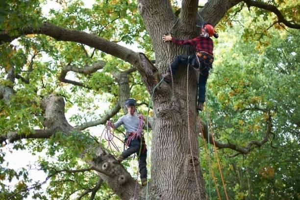 Arborist inspecting tree with safety ropes, offering tree risk evaluation services in Roanoke Virginia