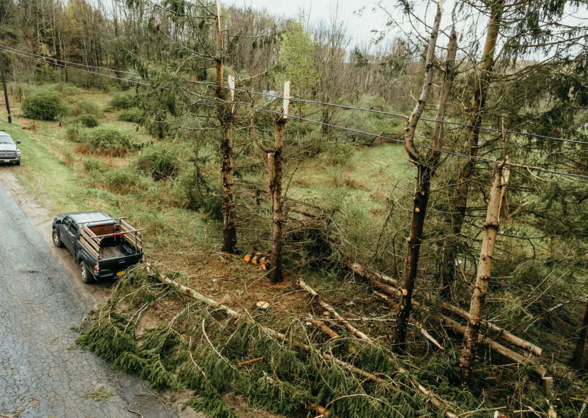 Storm damage with fallen trees and broken branches near power lines, representing emergency storm cleanup services