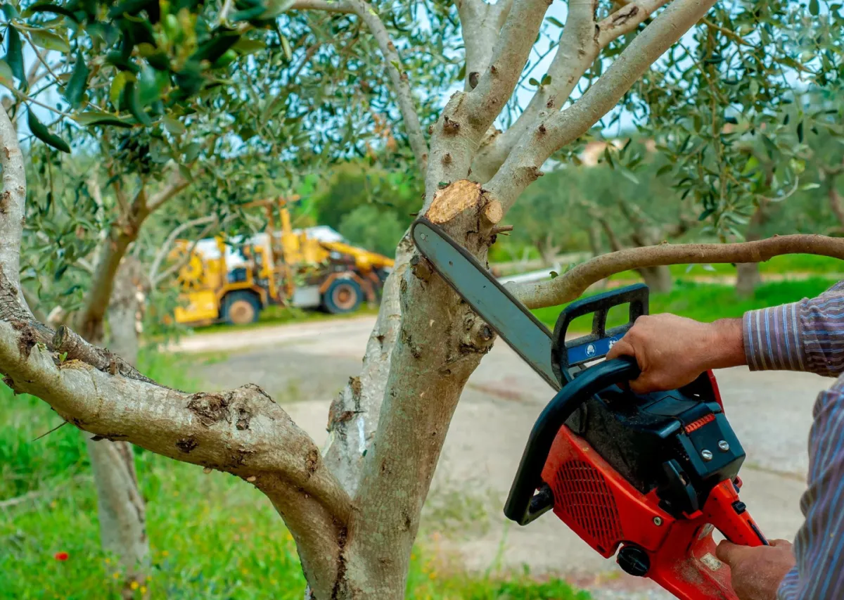 Worker using chainsaw to cut tree branch, representing professional tree trimming and pruning services