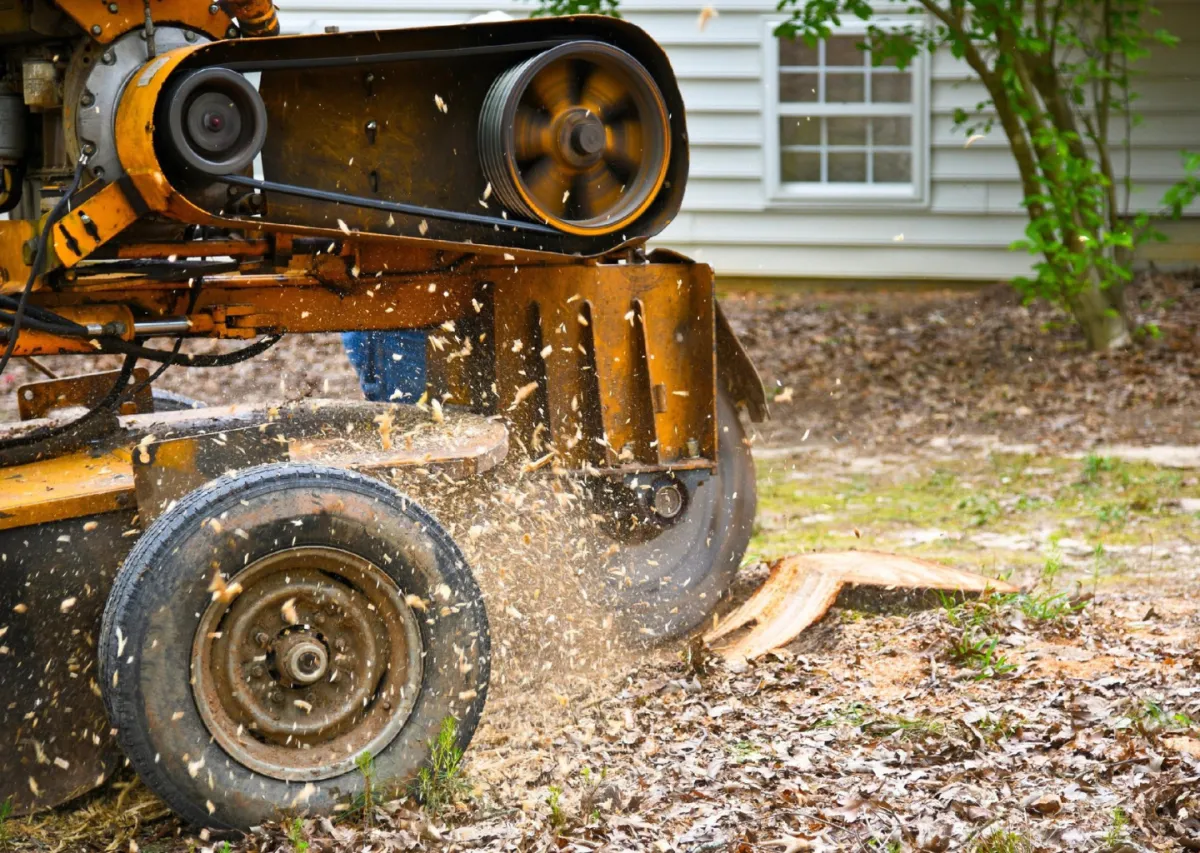 Stump grinding machine removing tree stump with wood chips flying, representing professional stump removal services
