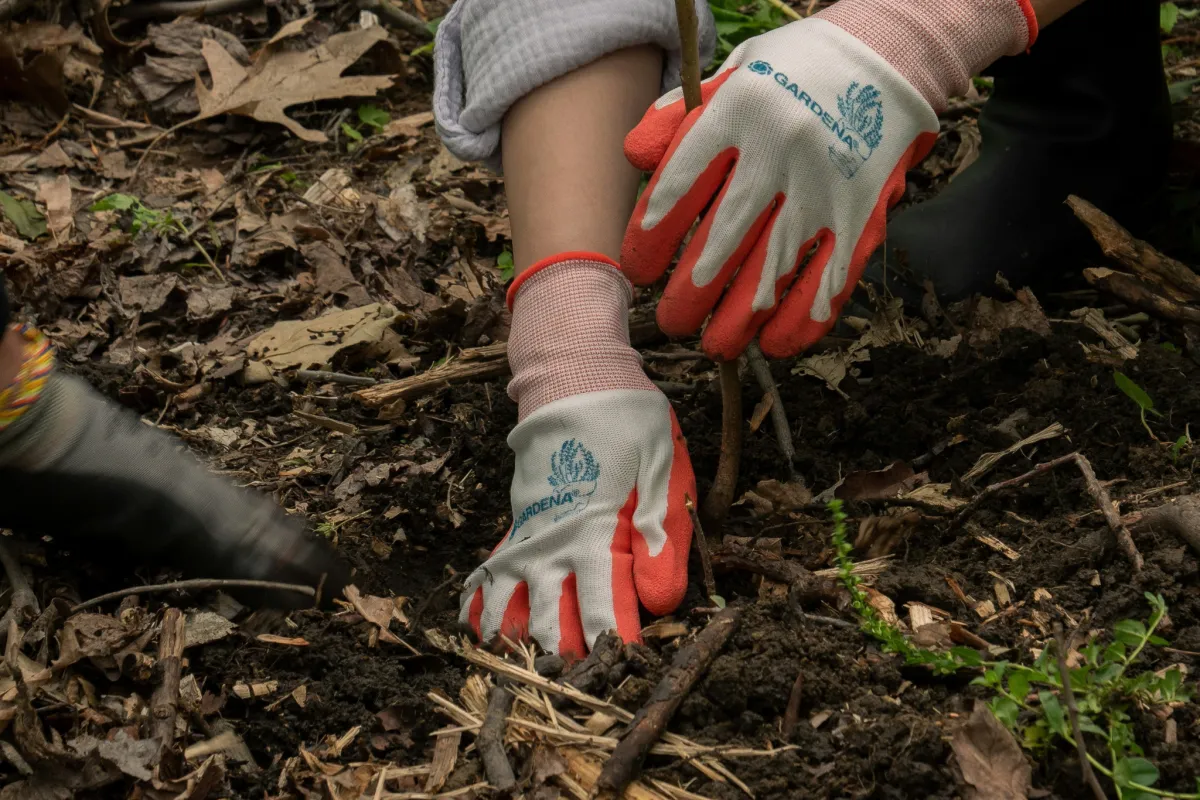 Hands planting shrub with gloves, providing tree and shrub planting services in Roanoke Virginia