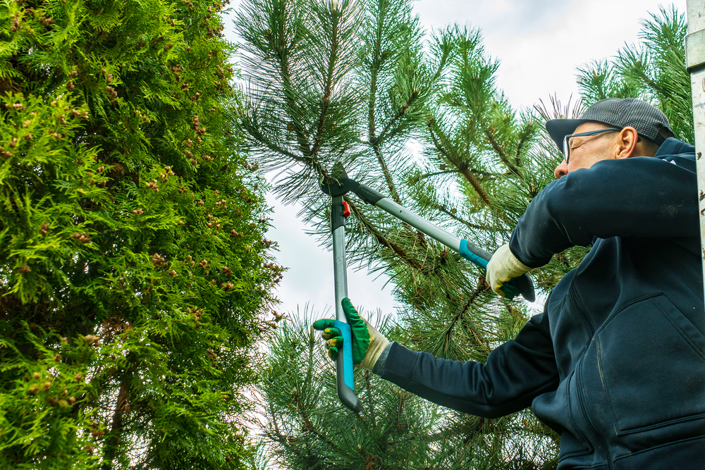 Commercial Tree Services in Roanoke: From Parking Lots to Large Properties