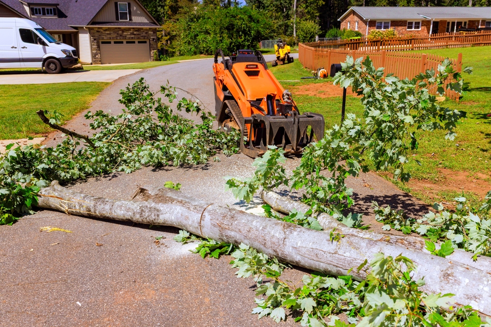 The Safest Way to Handle Large Tree Removal