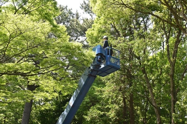 Spring Tree Inspection: How to Spot Dangerous Trees Before Storm Season
