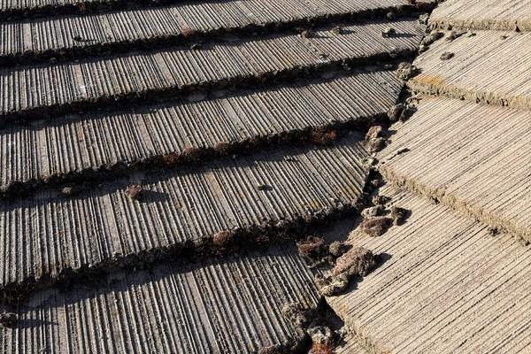 Can Moss Damage My Roof? (What Homeowners Around Here Should Know)