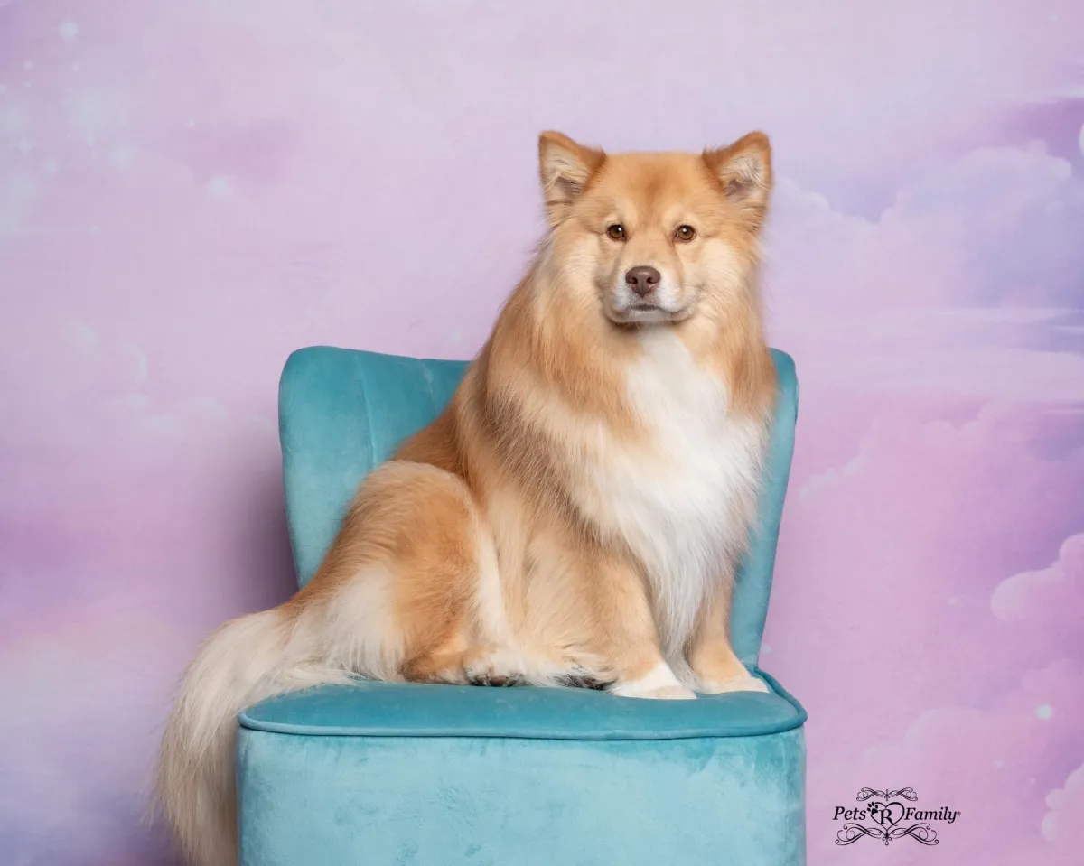 A red sable sitting on a teal chair in front of fantasy cloud background.