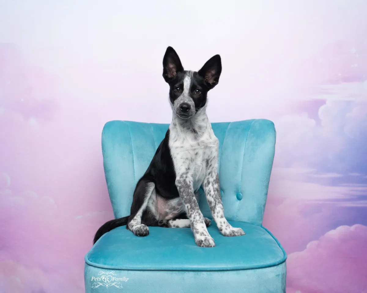 A cattle dog boarder collie mix sitting on a teal chair in front of fantasy cloud background.