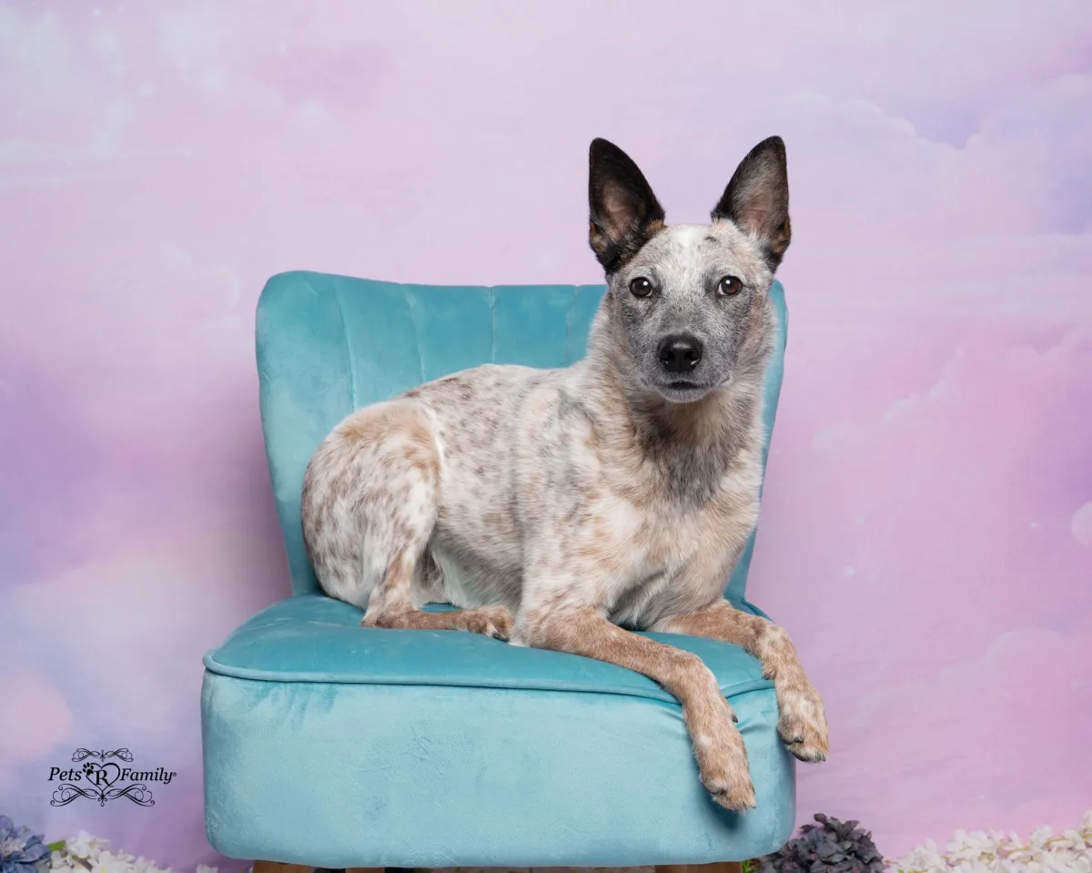An Australian Cattle Dog sitting on a teal chair in front of fantasy cloud background.