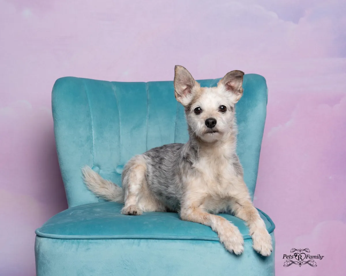 A terrier mix sitting on a teal chair in front of fantasy cloud background. 