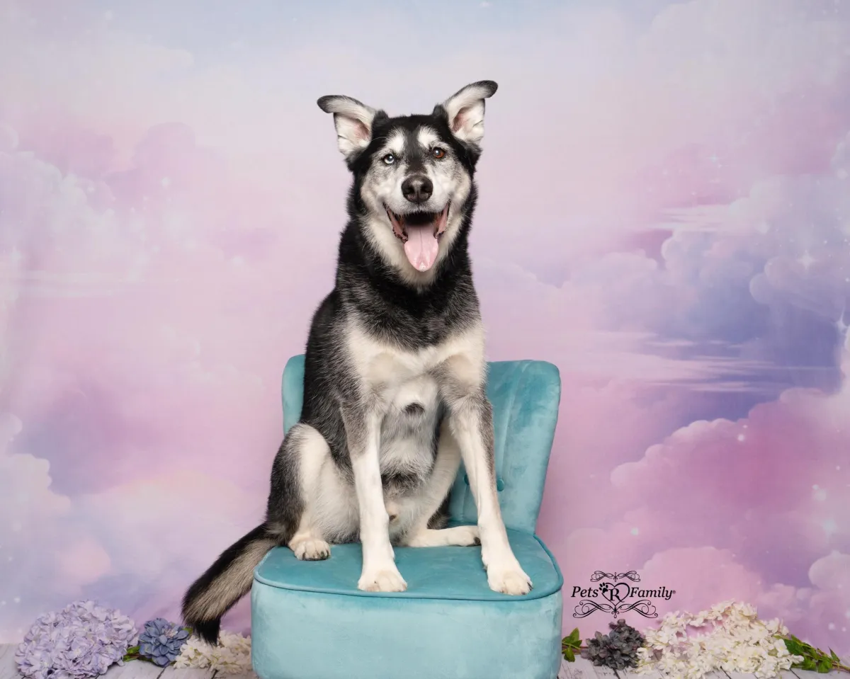 A husky malamute mix sitting on a teal chair in front of fantasy cloud background. 