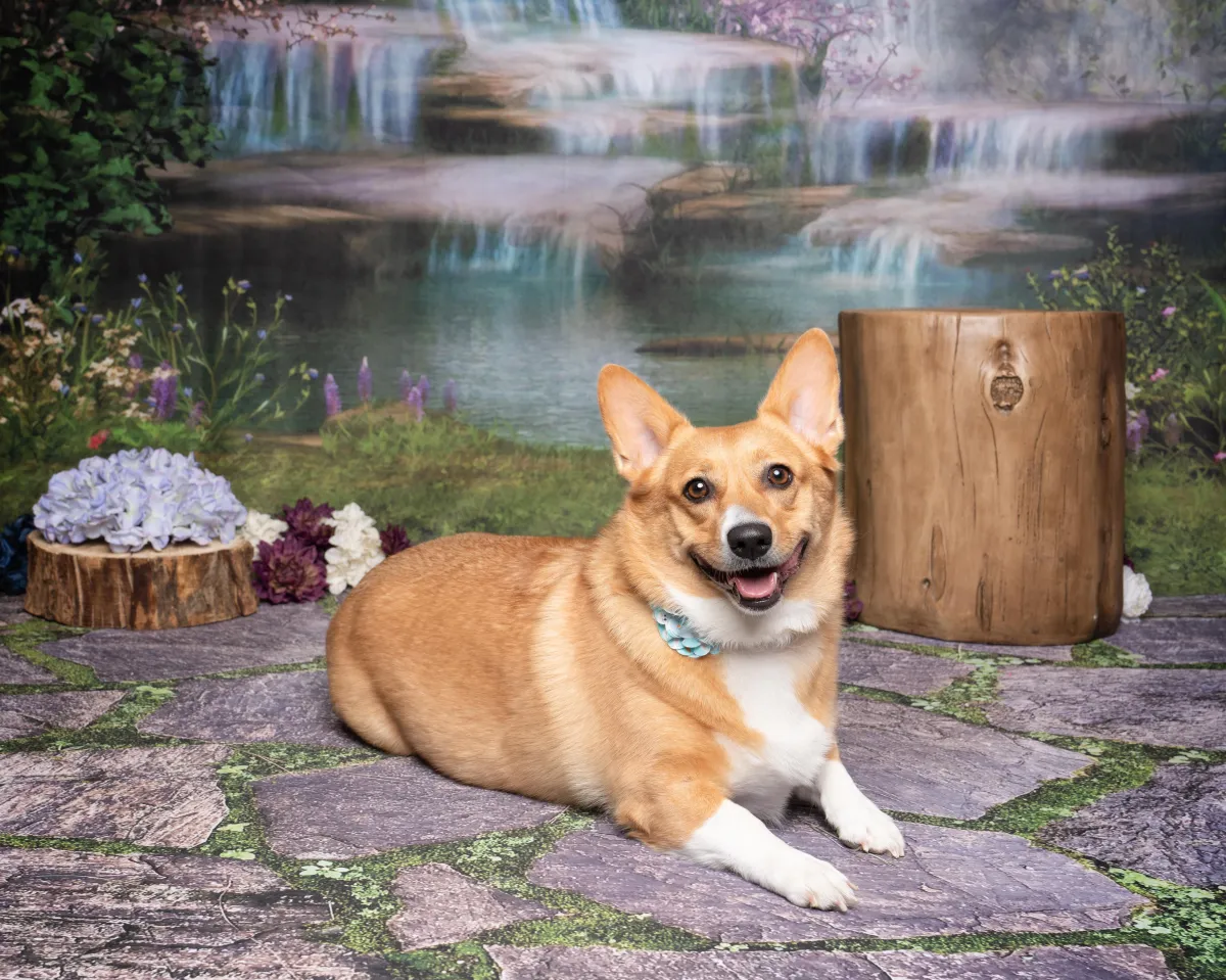 A red sable Pembroke Welsh Corgi smiling at the camera with a blue flower on her neck.