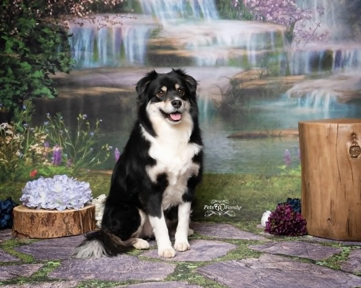 A black and tan herding mix dog with a fantasy waterfall background and flowers. 