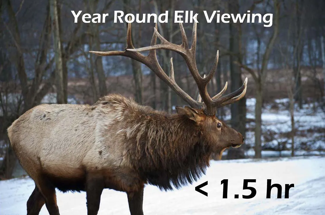 Elk Viewing
