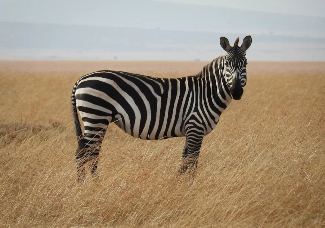 Ehlers-Danlos Syndrome: What Your Body Is Actually Trying to Tell You