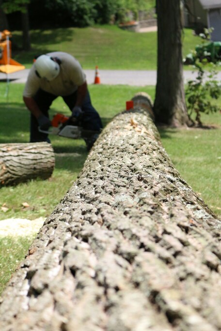 Tree Work in Wayne