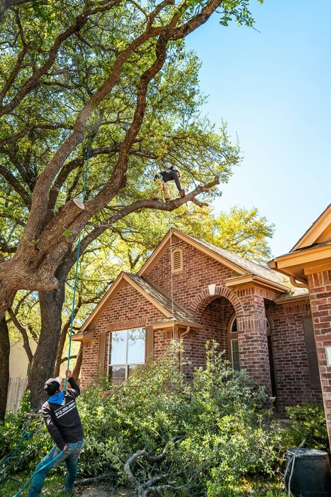 Tree Trimming in Wayne