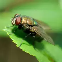 fly control
