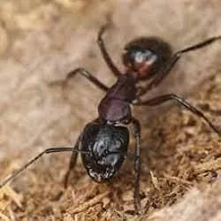 carpenter ant control