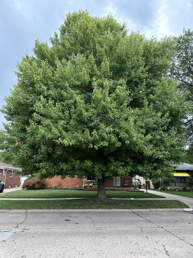 a person standing in front of a grove of trees