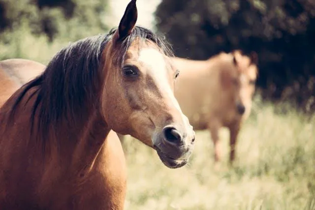 Wild Salt River Horses