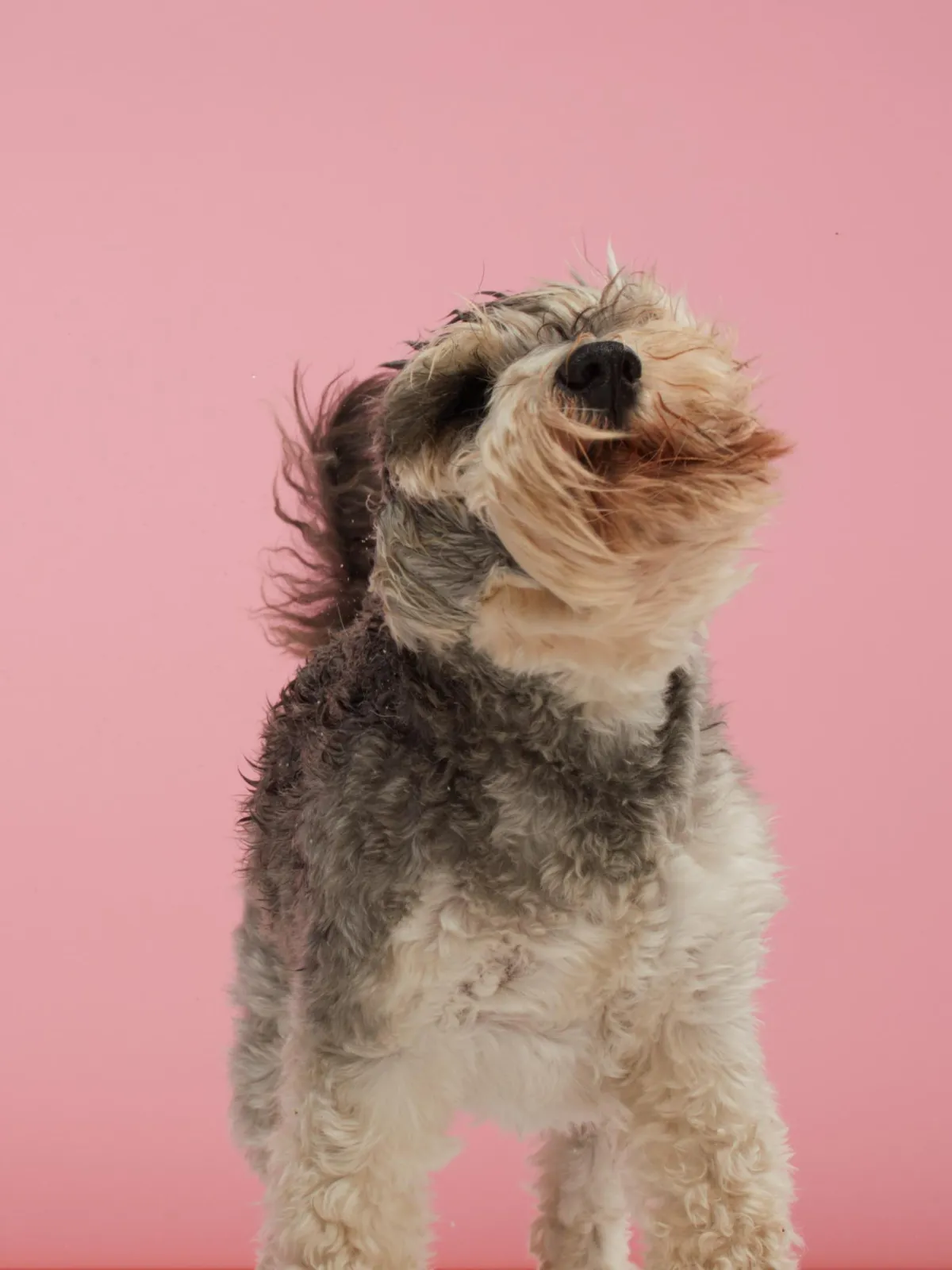 Louise Glazebrook - The Anxious Dog