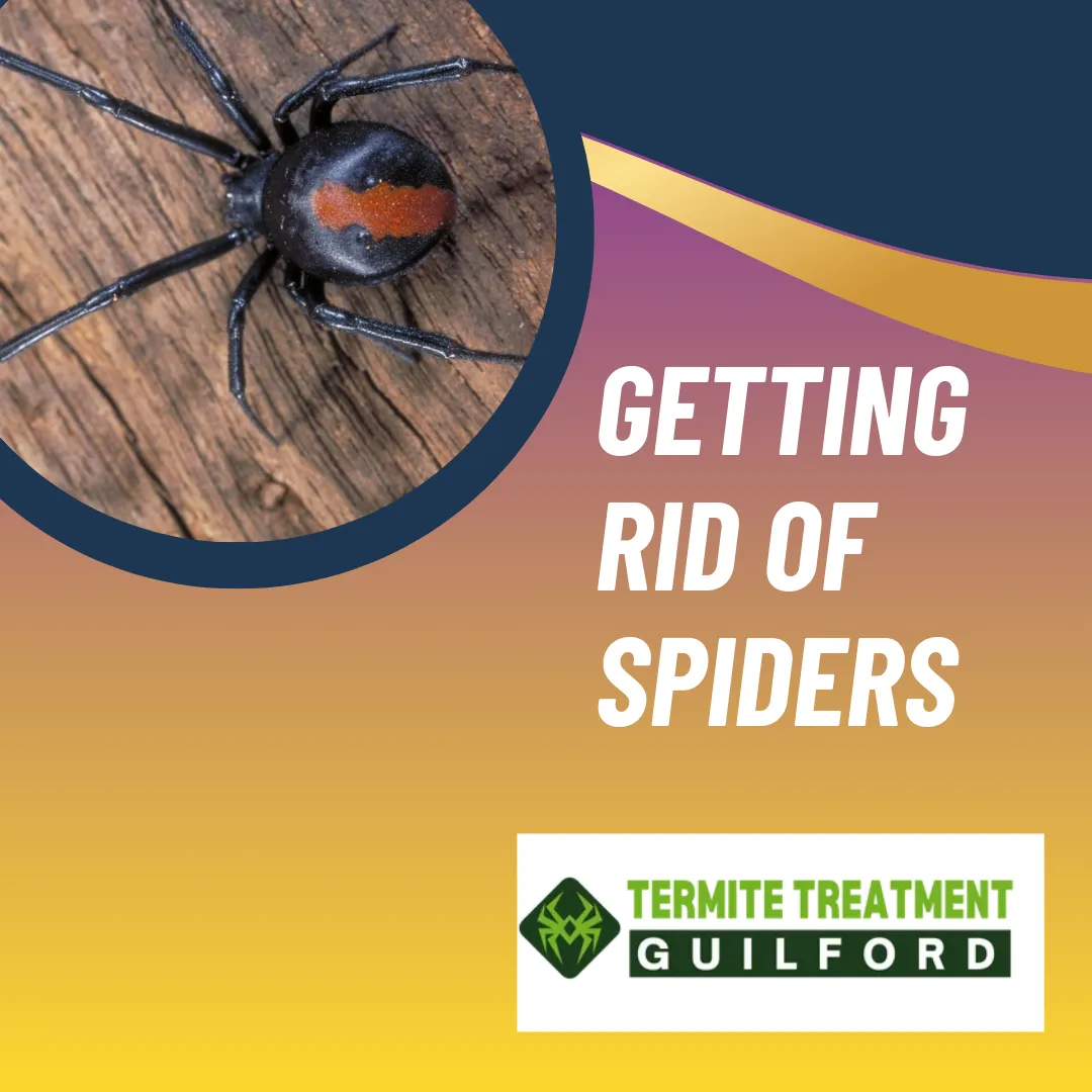 Spider on wall being treated with pest control