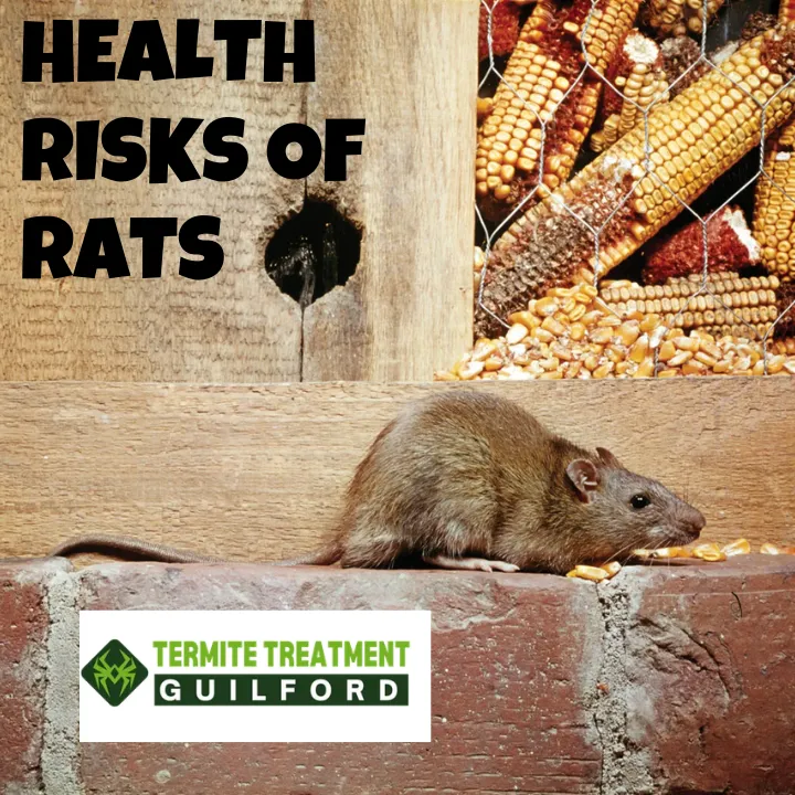 Rats inside home causing damage and health hazards.