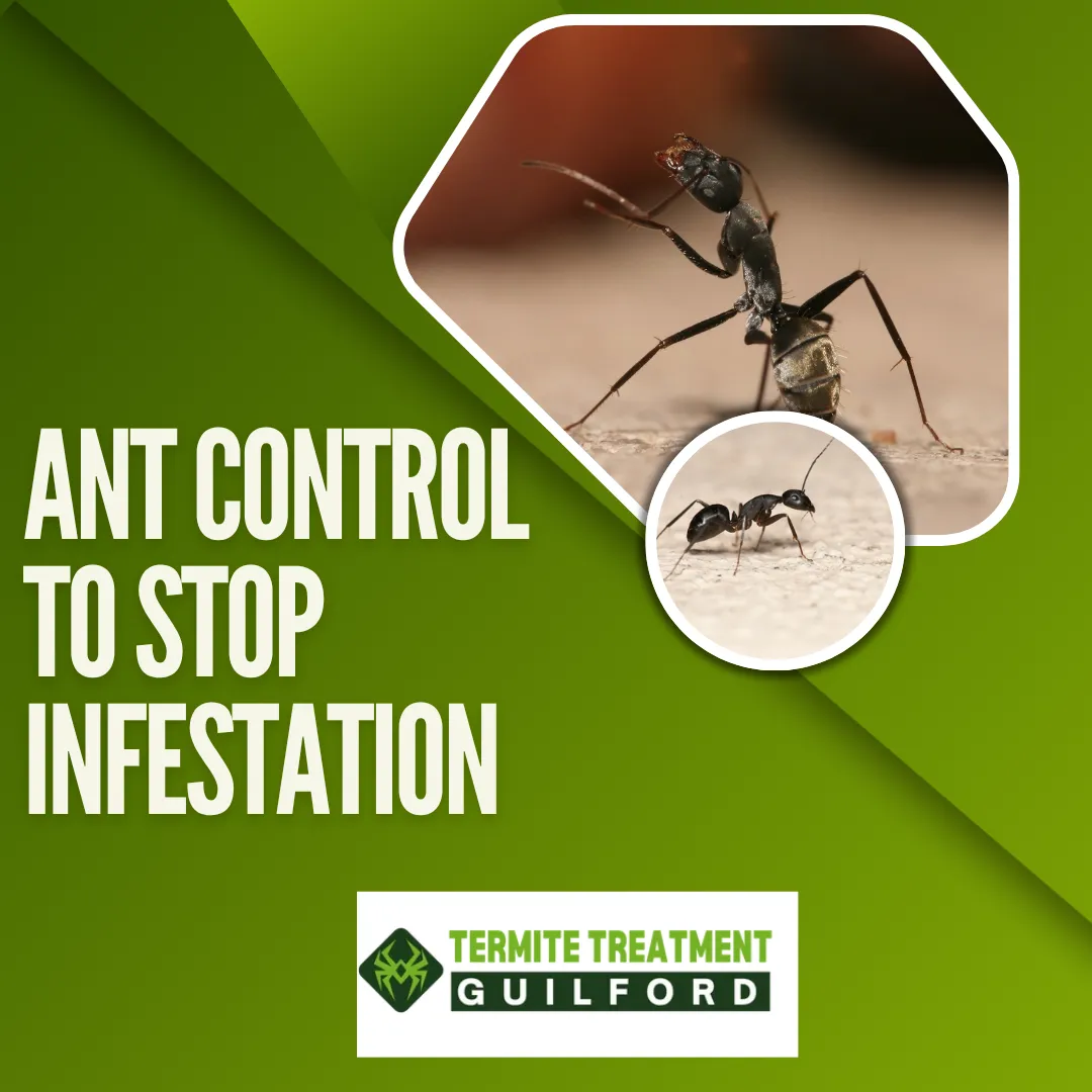 Ant control services