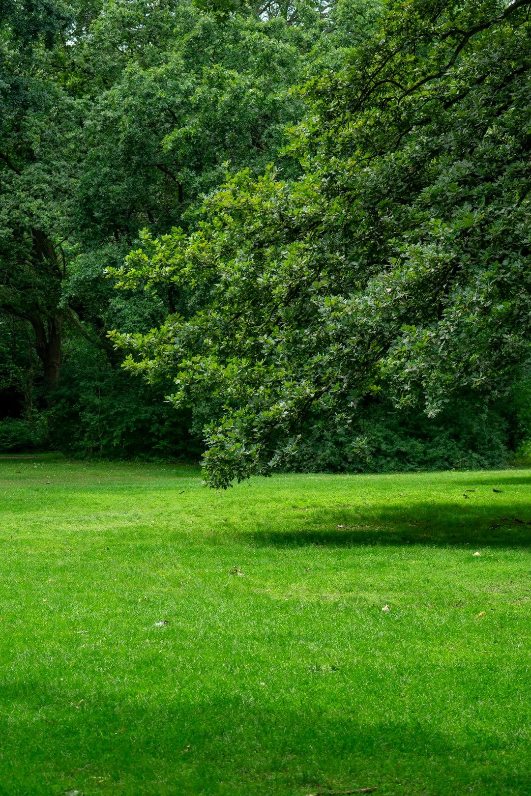 Family enjoying the lawn