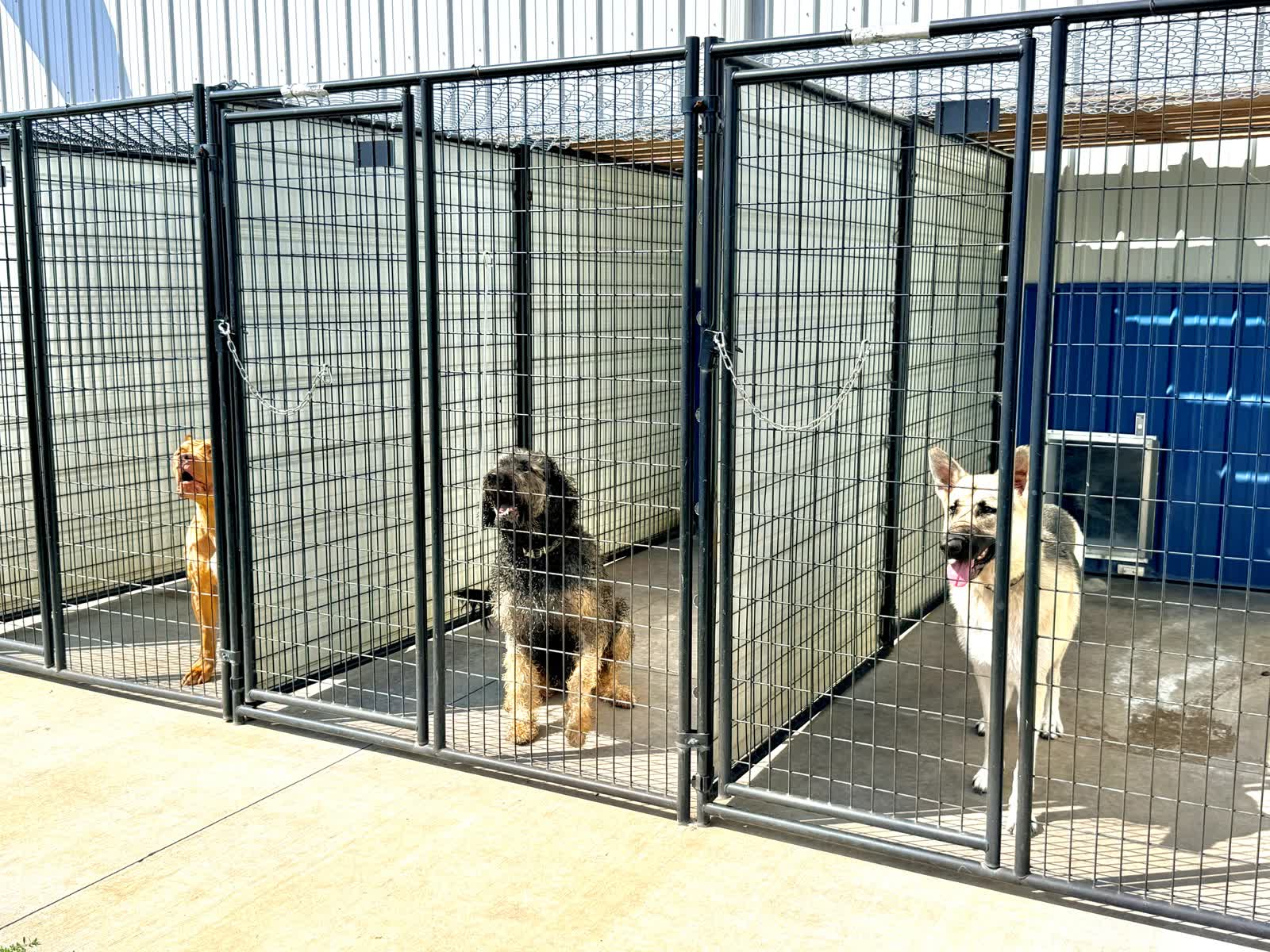 dogs in outdoor kennels