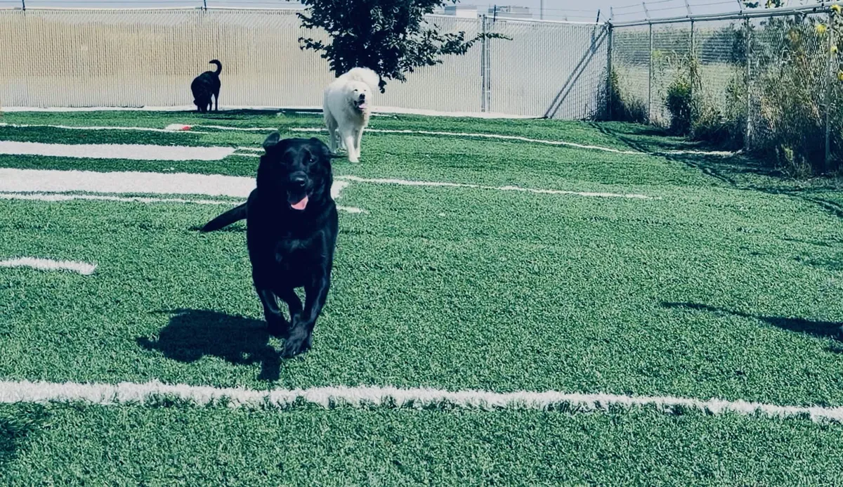 Dogs running across the open grass yard at S&B Kountry Kennel in Council Bluffs