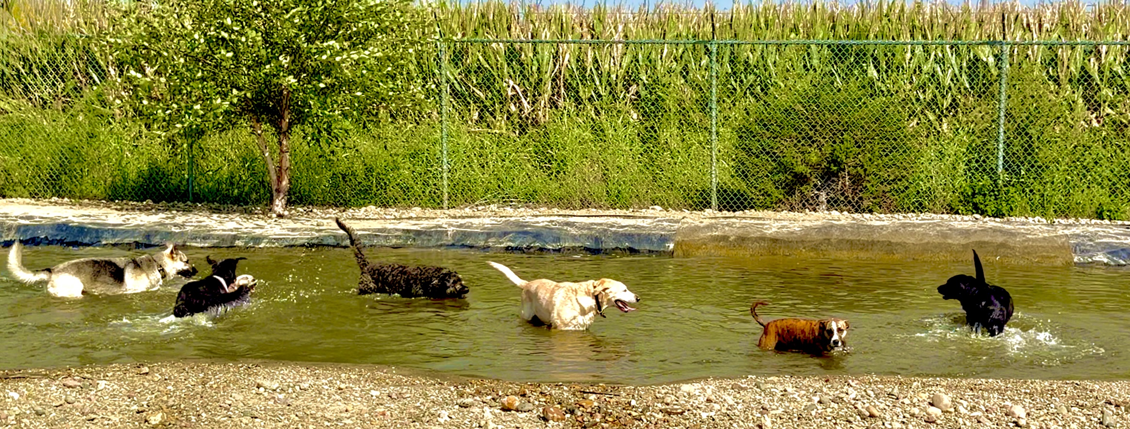 dogs playing in dog park pond