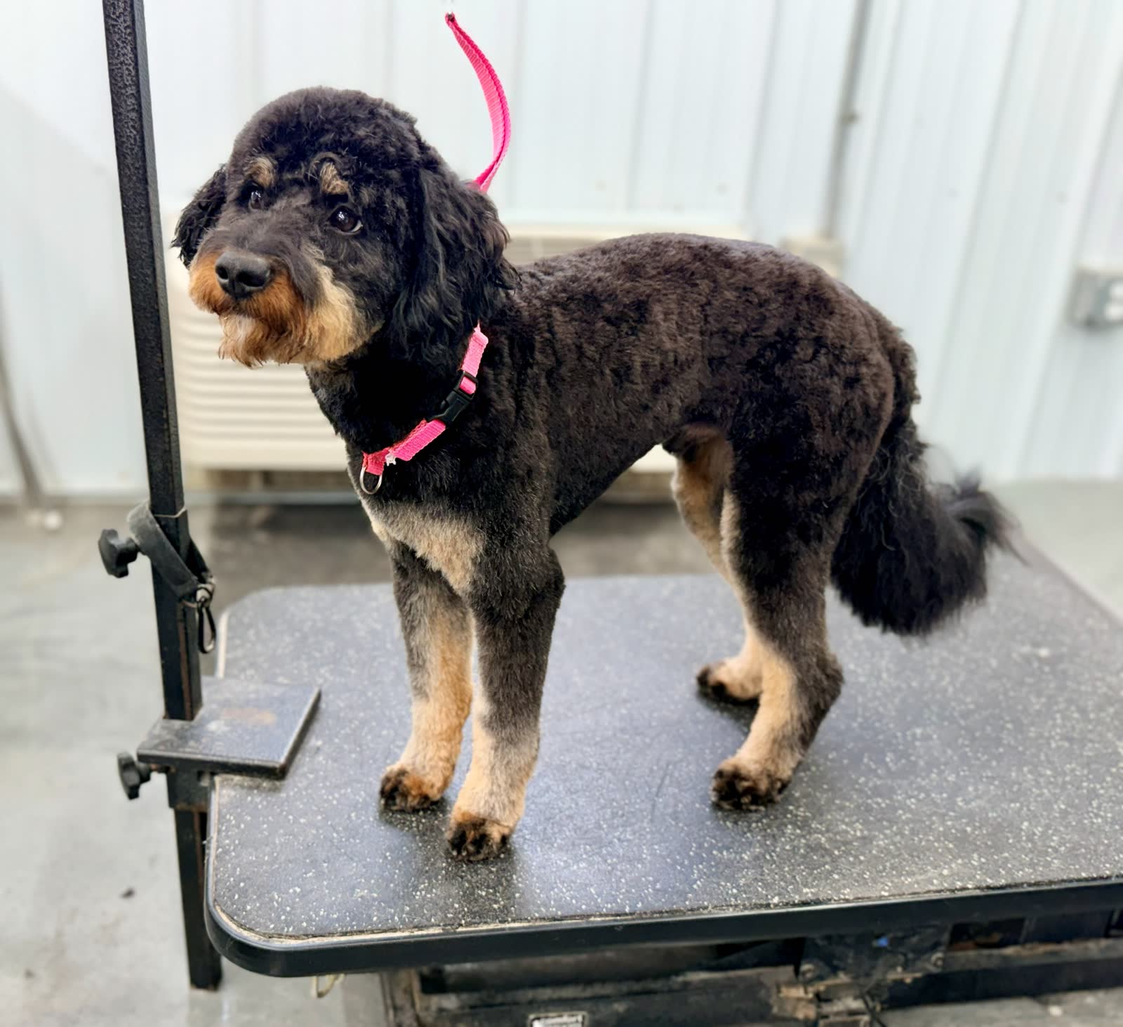 a client dog after grooming