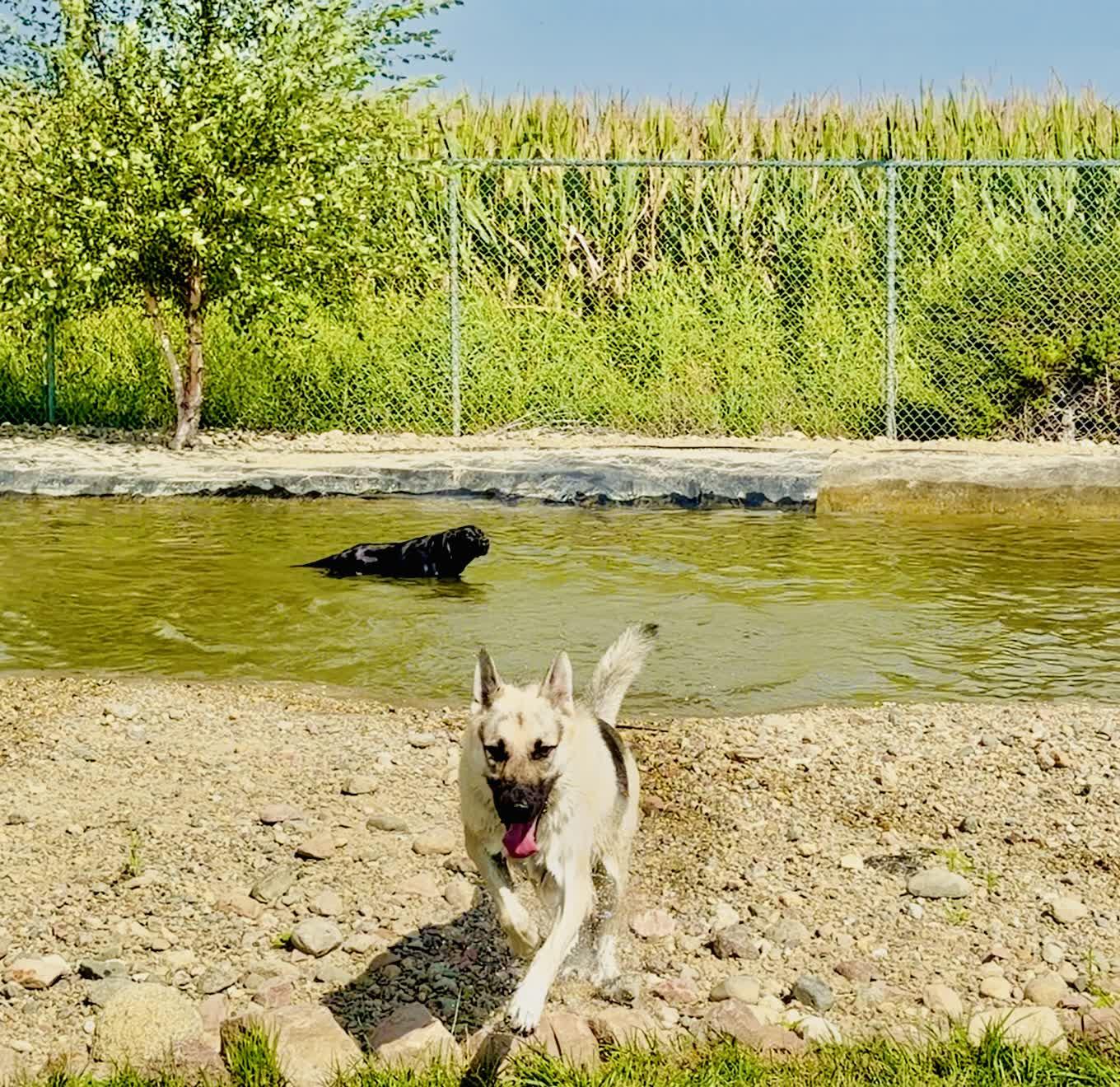dog's running in the pond