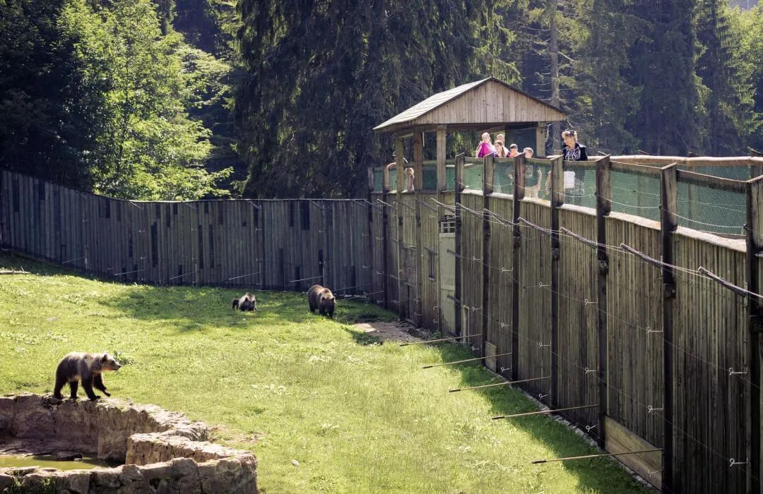 Bears in natural forest enclosure at JuraParc near Vallorbe
