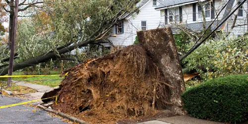 People' Tree Specialists uprooted tree