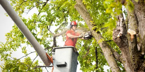 People' Tree Specialists lmb cutting