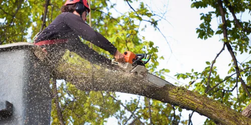 People' Tree Specialists tre cuting