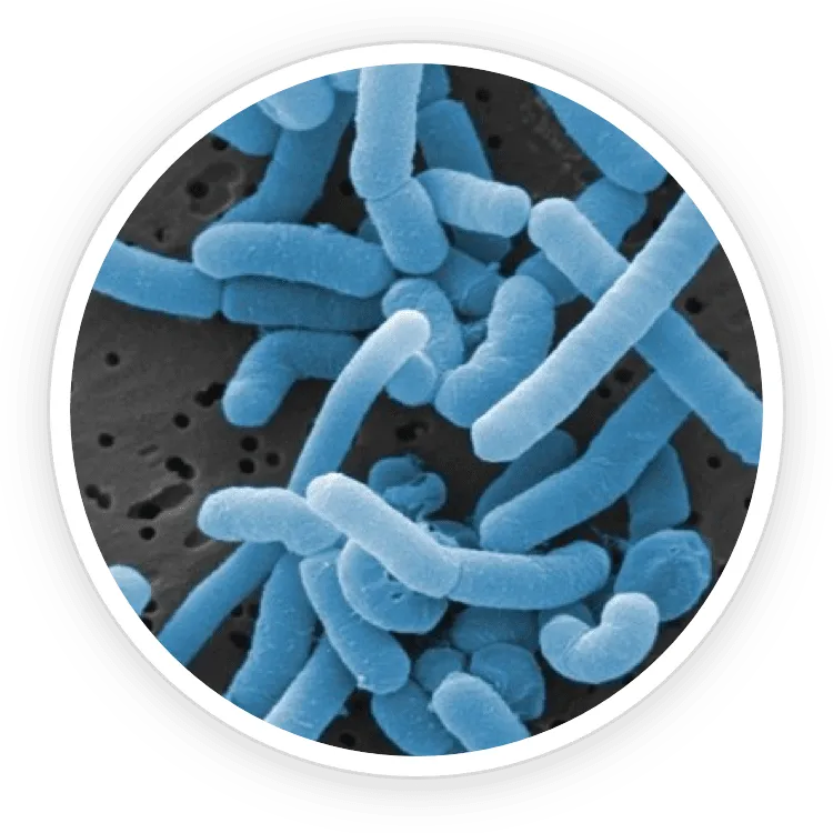 bacteria