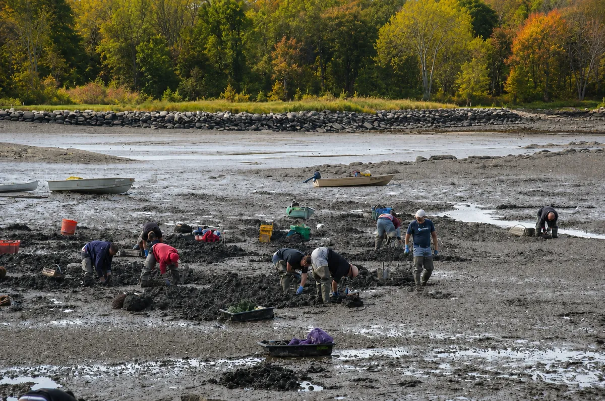 The Forgotten History of Ipswich's Clam Flats