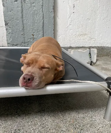 Structured dog daycare playgroup with supervised social interaction