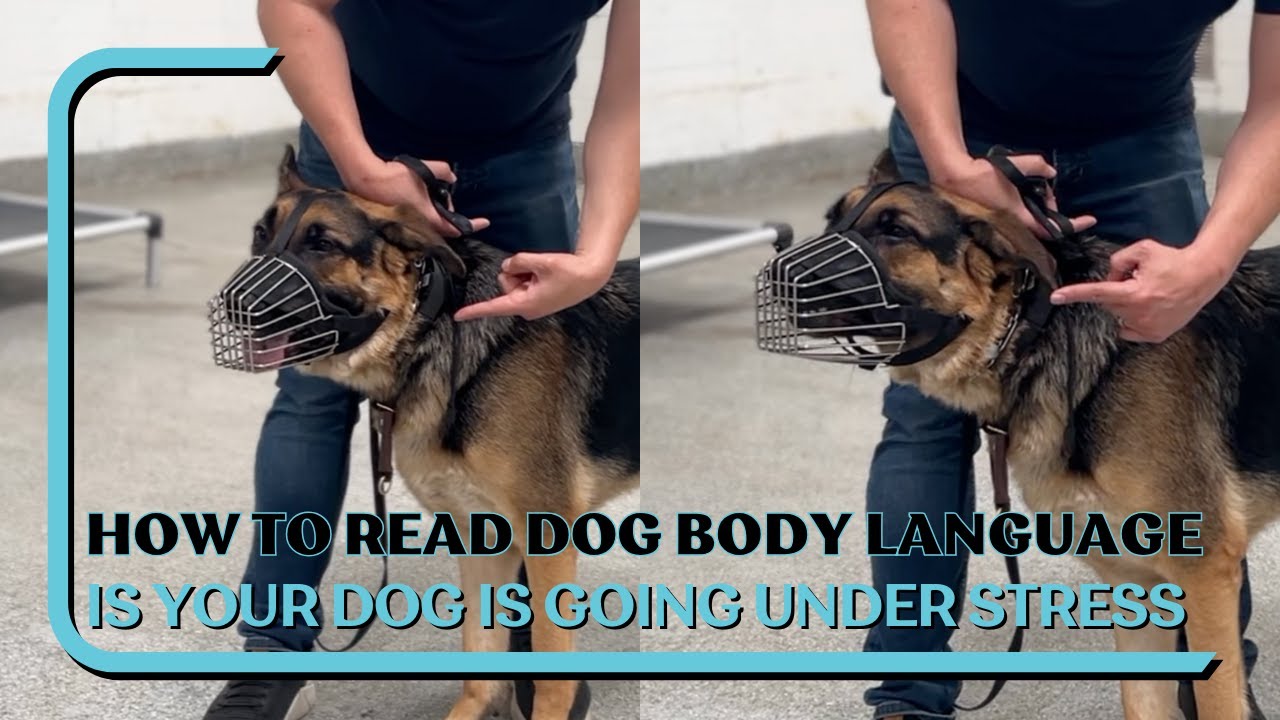 How to Read Your Dog's Body Language Before They React