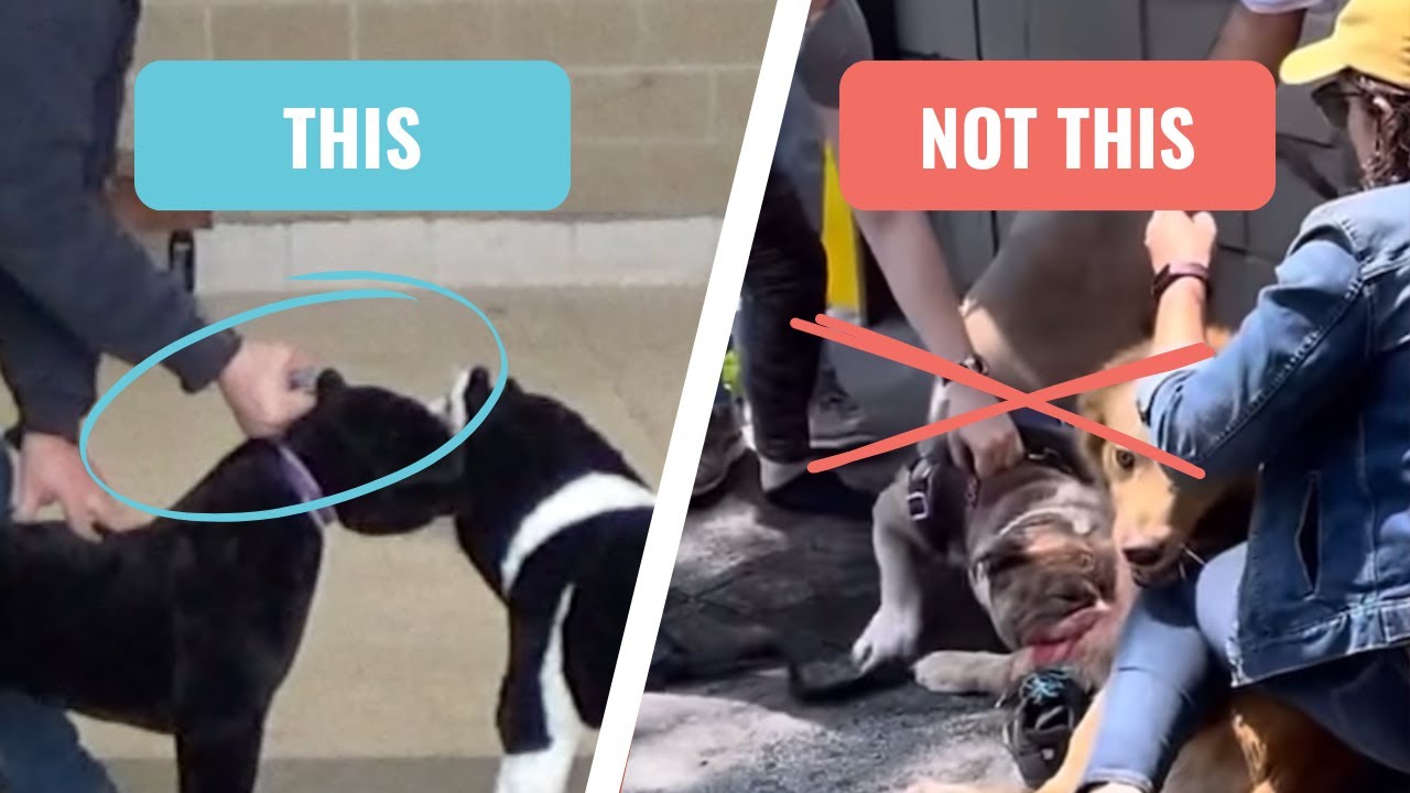 Comparison image demonstrating the correct and incorrect ways to intervene during a dog fight, showing a professional trainer using proper collar control to encourage a dog to release its bite versus the dangerous mistake of pulling dogs apart.