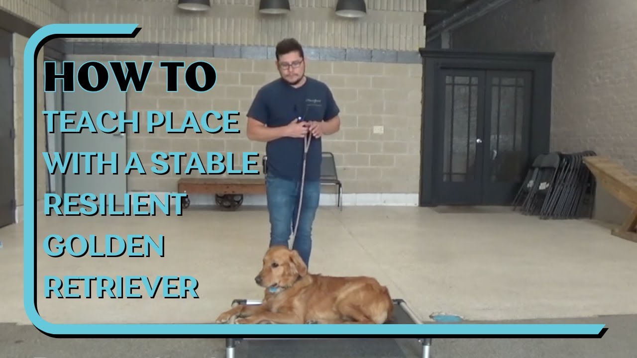 The Place Command Explained: Why It's One of the Most Powerful Commands You Can Teach Your Dog