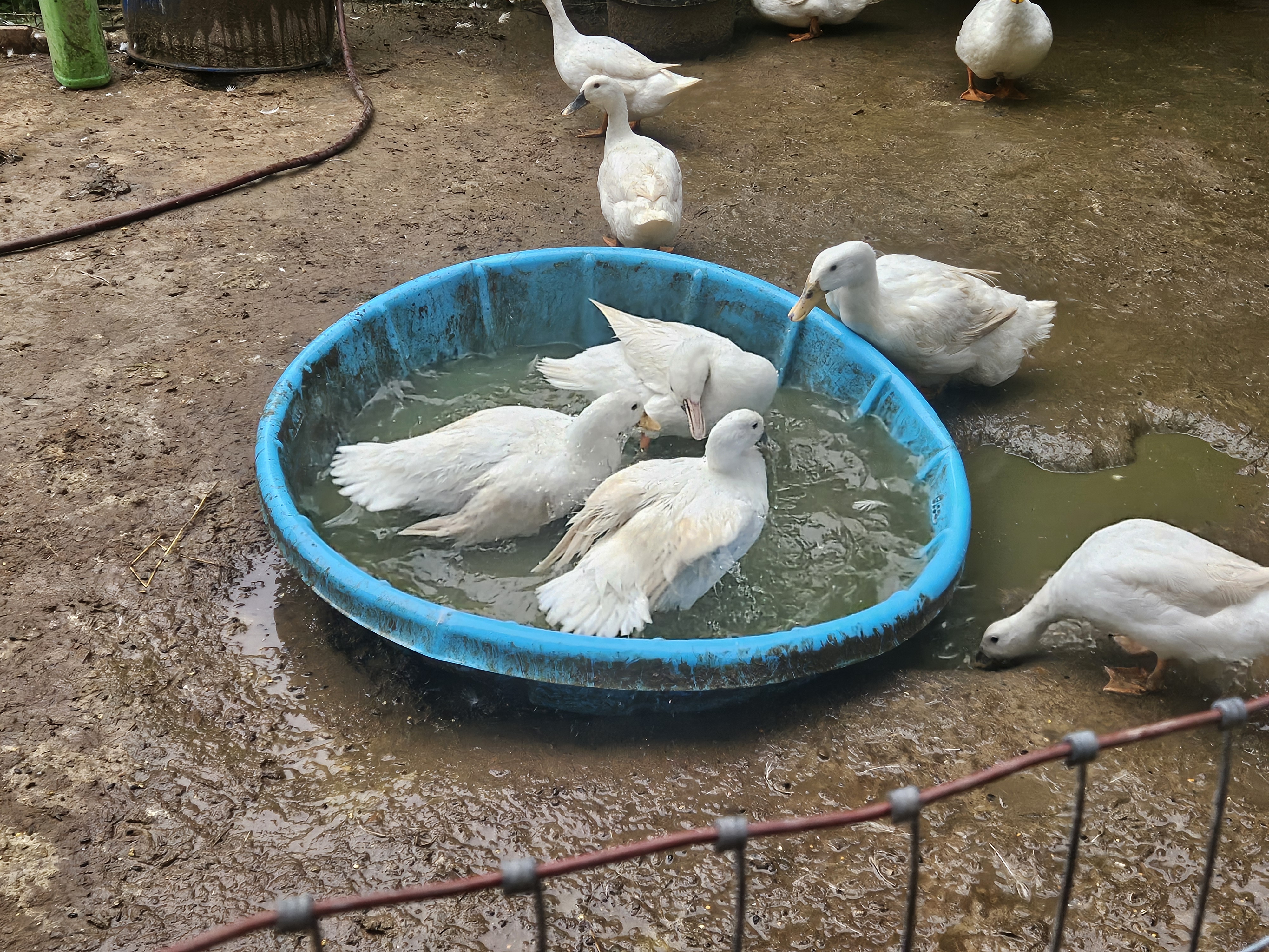 We Had Extra Straw. The Ducks Did Not Ask for It. Here Is What Happened Next.