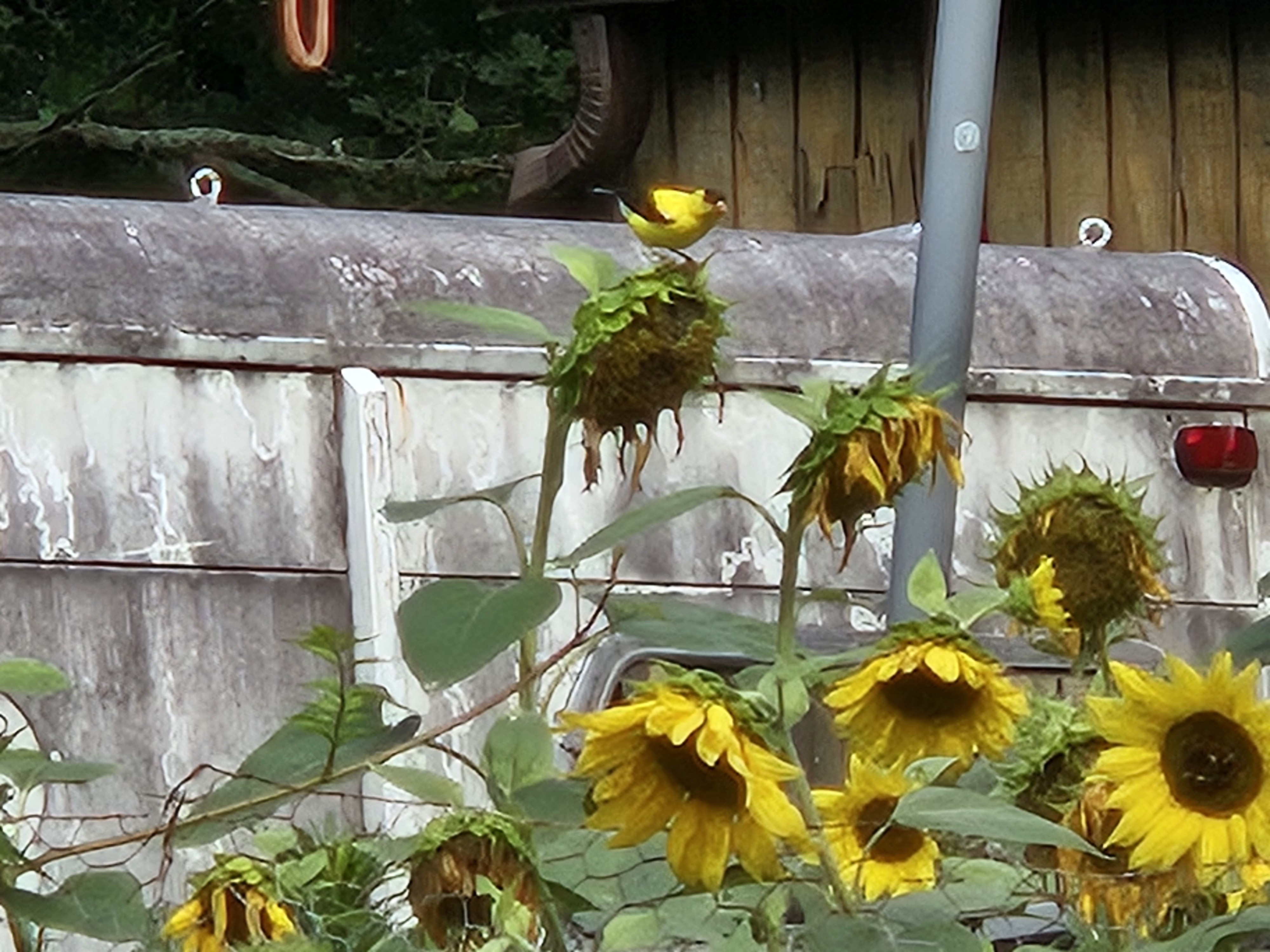 From Farm to Office: What the Sunflowers Taught Me About Growing a Business