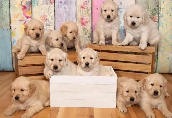 Golden Retrievers